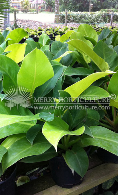 Philodendron apple green 2